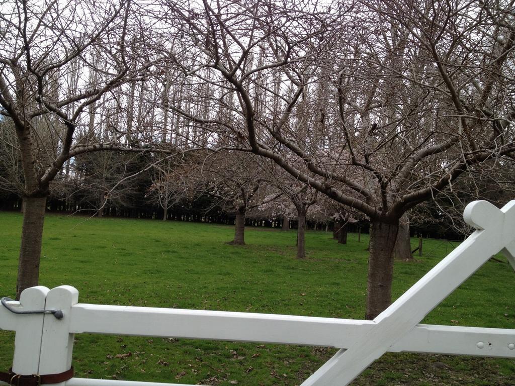 Hotel Rhododendron Garden Christchurch Zimmer foto