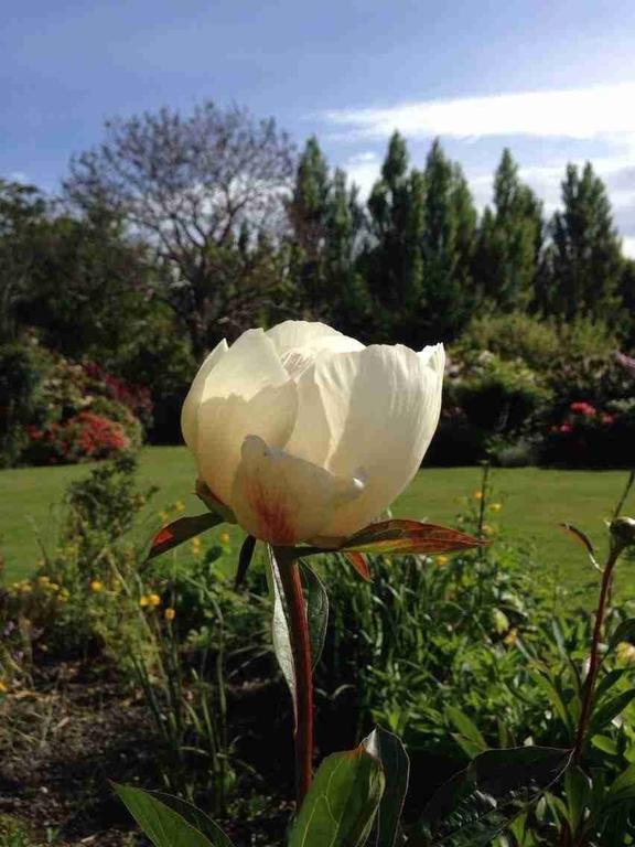 Hotel Rhododendron Garden Christchurch Zimmer foto