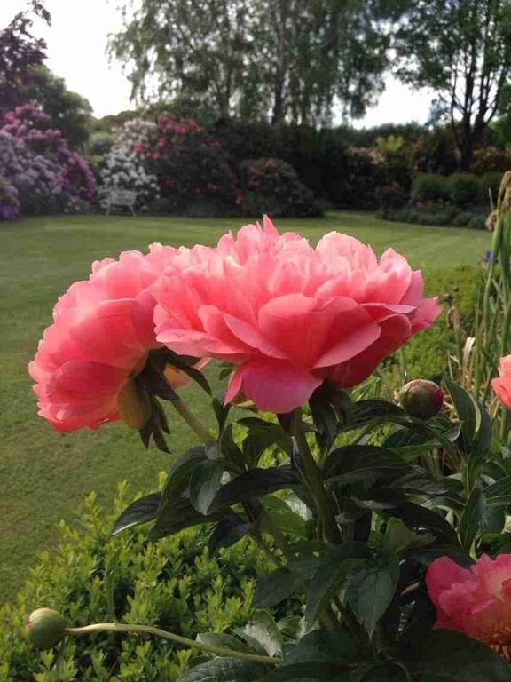 Hotel Rhododendron Garden Christchurch Exterior foto