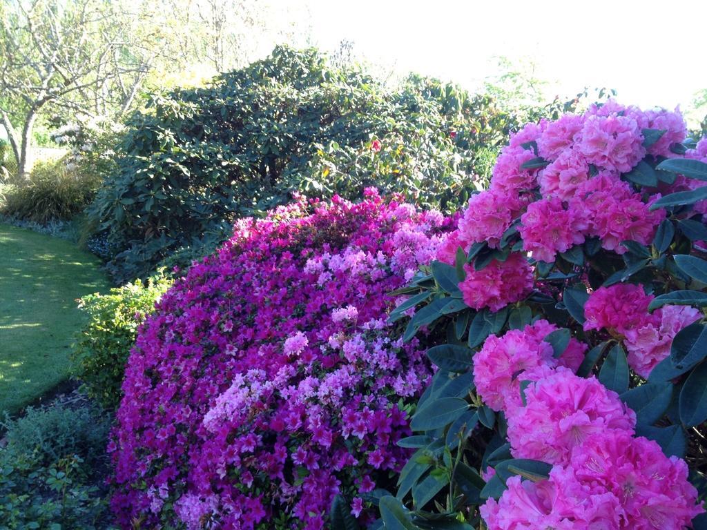 Hotel Rhododendron Garden Christchurch Zimmer foto
